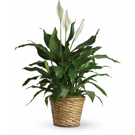 Peace Lily 10\"