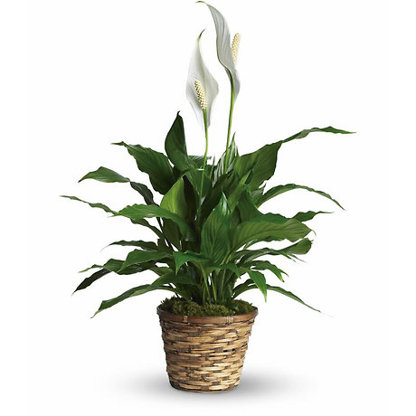 Sympathy Peace Lily 8\"